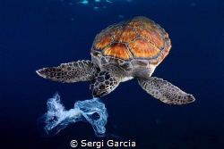 The similar appearance between plastic bags and jellyfish... by Sergi Garcia 